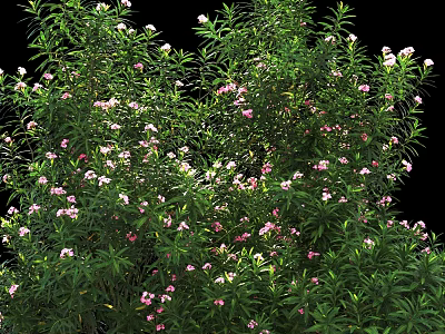 Vibrant Green Leafy Shrub with Pink and White Small Flowers Blooming 3d model