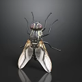 Close Up View Of House Fly With Transparent Wings And Dark Background