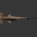 Hammerhead Shark 3D Rendering in Brown Color on Gray Background with Reflection 3d model