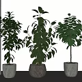 Three Lush Green Bonsai Plants In Gray Pots For Indoor Home Decor