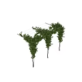 Decorative Climbing Vines With Lush Green Leaves Covering Outdoor Trellis Structure
