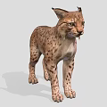 Wild Lynx With Spotted Fur And Tufted Ears In Standing Position