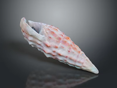 Pink And White Sea Snail Shell With Bumpy Ridges On Dark Background Showing Reflection 3d model