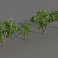 Arbor Trees in Various Sizes Displaying Green Foliage and Natural Trunks 3d model