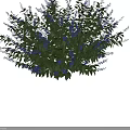 Beautiful Lush Green Leafy Bush With Purple Flowers In Round Shape