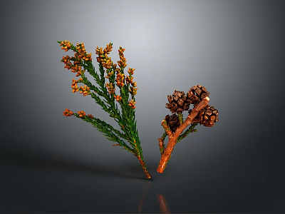 Natural Home Decor Branch with Green Leaves and Brown Pine Cones on Gray Background 3d model