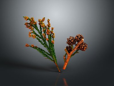 pine cone plant model