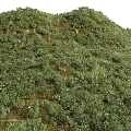Lush Green Plants and Small White Flowers on Sloped Moss Covered Grassland