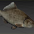 Close Up Common Carp With Detailed Scales Silver Brown Body Natural Freshwater Aquatic Animal