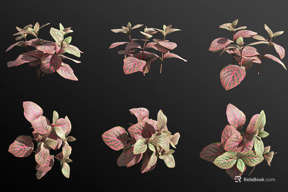 Bonsai Potted Plants With Vibrant Pink Green Variegated Leaf Varieties 3d model 