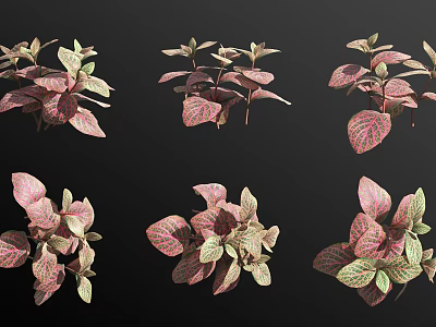 Bonsai Potted Plants With Vibrant Pink Green Variegated Leaf Varieties 3d model