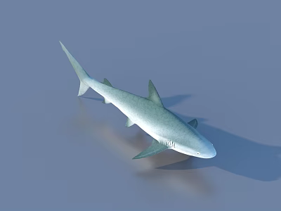 Realistic Blue Gray Shark With Fins And Tail Natural Coloration In Aquatic Environment 3d model