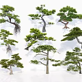 Various Shaped Garden Trees With Natural Green Foliage And Unique Trunks
