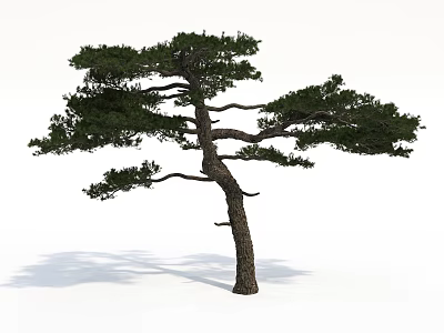 Lush Green Pine Tree with Curved Trunk and Natural Branches on White Background 3d model