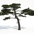 Lush Green Pine Tree with Curved Trunk and Natural Branches on White Background