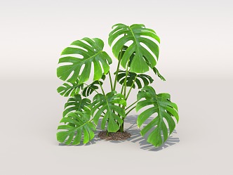 Bamboo turtle-backed spring feather green plant camping plant turtle-backed potted plant 3d model