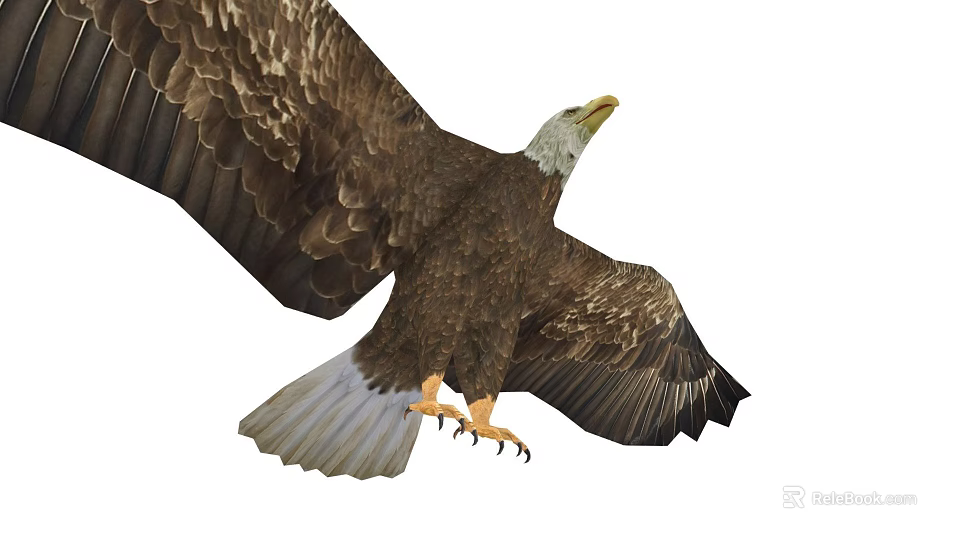 Beautiful Bald Eagle Flying with Spread Wings and Sharp Claws on White Background 3d model 