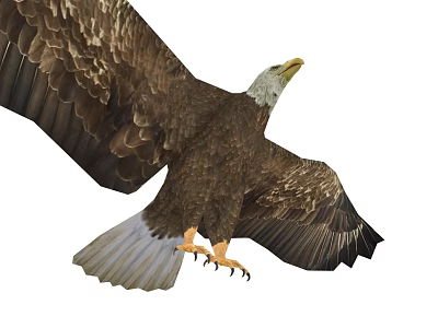 Beautiful Bald Eagle Flying with Spread Wings and Sharp Claws on White Background 3d model