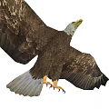 Beautiful Bald Eagle Flying with Spread Wings and Sharp Claws on White Background