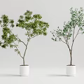 Two Bonsai Potted Plants With Green Foliage Slender Trunks In White Pots Gray Background
