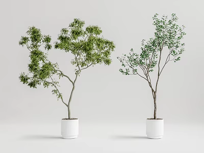 Two Bonsai Potted Plants With Green Foliage Slender Trunks In White Pots Gray Background 3d model