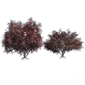 Ornamental Trees With Purple Red Foliage And Pink Blooms For Garden Landscape Design