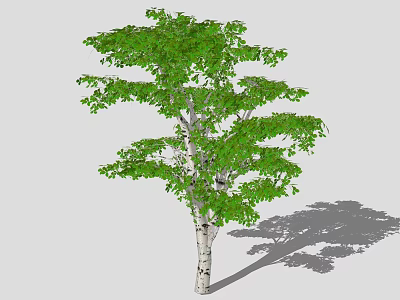 Tall Arbor Featuring Lush Green Leaves Sleek White Trunk And Long Shadow 3d model