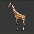 Realistic Giraffe Model With Orange And White Spots Standing On Gray Background