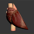 Detailed Human Thoracic Organ Heart Anatomical 3D Model Showing Internal Structure