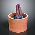 Decorative Terracotta Pot With Purple Cactus And Small Black Stones For Home Decor