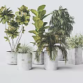 Various Green Potted Plants Collection In Gray Concrete Pots Arrangement