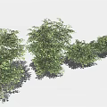 Row of Lush Green Bushes Neatly Arranged With Shadows On Light Background