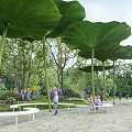 Garden Landscape With Giant Green Lotus Leaf Structures And White Benches Among Trees