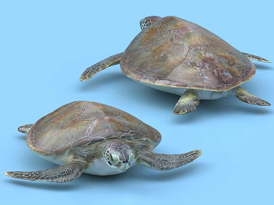 Two Marine Sea Turtles With Brown Shells And Flippers On Blue Background 3d model