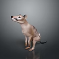 Tasmanian Tiger 3D Model in Standing Pose with Detailed Features and Gray Gradient Background