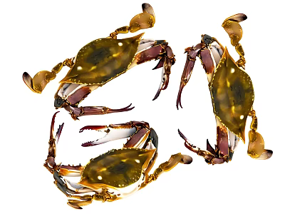 hairy crab river crab sea crab seafood fresh green crab king crab swimming crab food gourmet bread crab 3d model