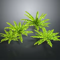Lush Green Ferns with Feathery Leaves Growing Against Dark Background