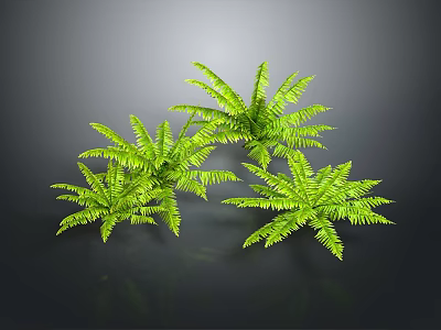 Lush Green Ferns with Feathery Leaves Growing Against Dark Background 3d model