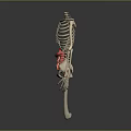 Human Skeleton Anatomy Model Displaying Limbs And Internal Organs Structure 3d model