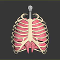 Anatomical Thoracic Medical Model With Rib Cage Pink Lungs And Trachea