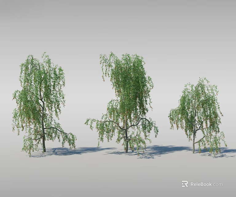 Three Weeping Willow Trees with Green Leaves and Hanging Branches on White Background 3d model 