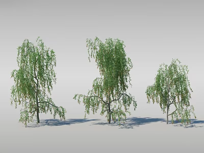 Three Weeping Willow Trees with Green Leaves and Hanging Branches on White Background 3d model