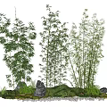 Bamboo Plants In Natural Landscape With Rocks Moss And Ferns