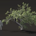Leaning Tree With Green Leaves And Gray Human Silhouette Under Its Branches