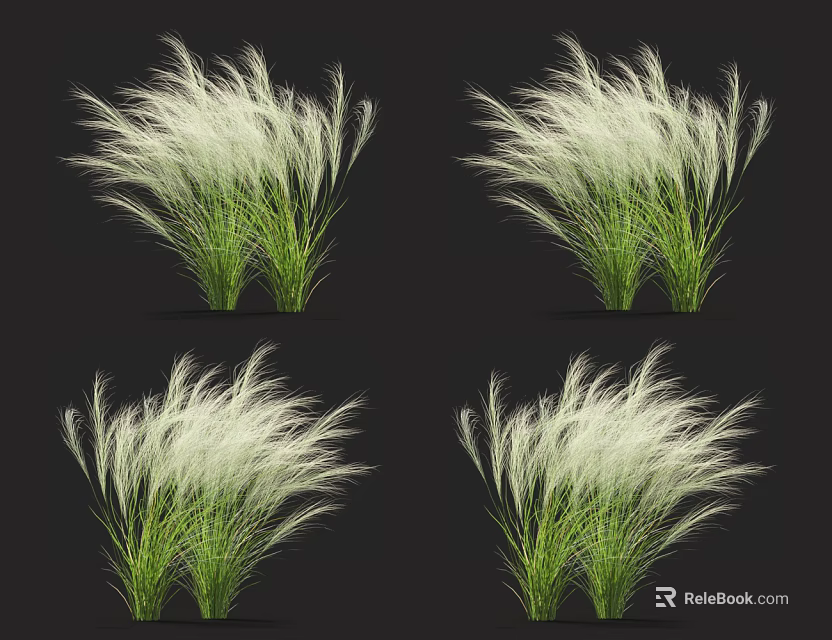 Feathery White Ornamental Grasses with Green Stems and Fluffy Plumes for Garden Decoration 3d model 