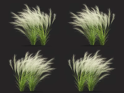 Feathery White Ornamental Grasses with Green Stems and Fluffy Plumes for Garden Decoration 3d model