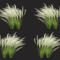Feathery White Ornamental Grasses with Green Stems and Fluffy Plumes for Garden Decoration