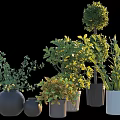 Various Bonsai Potted Plants With Lush Green Foliage And Diverse Ceramic Planters
