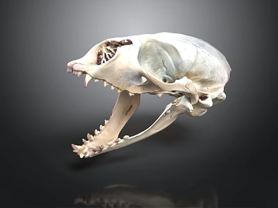 Detailed Animal Skull Organ Structure With Visible Bone And Sharp Teeth 3d model