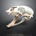 Detailed Animal Skull Organ Structure With Visible Bone And Sharp Teeth
